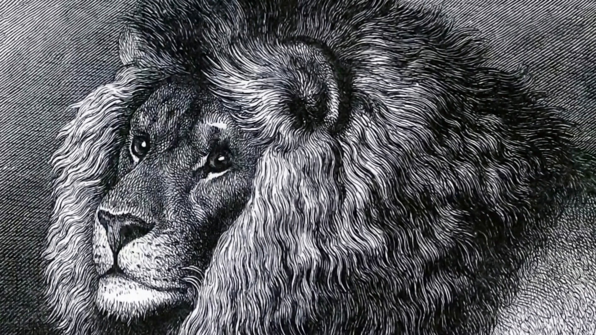 Extinct or Alive: The Legendary Cape Lion