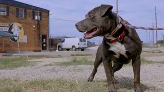 Pit Bulls and Parolees: Where to Watch and Stream Online